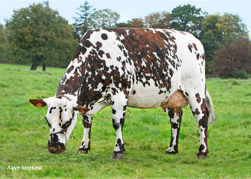 Rustique, daughter of MONTOYA - Owner: GAEC Durand. Juvigny Val d’Andaine (Fr.)