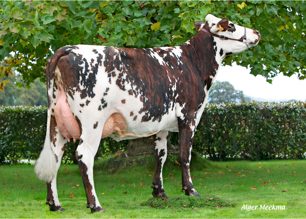 Sangria, daughter of PELE GH - Owner: GAEC de la Normande. Rennes en Grenouilles (Fr.)