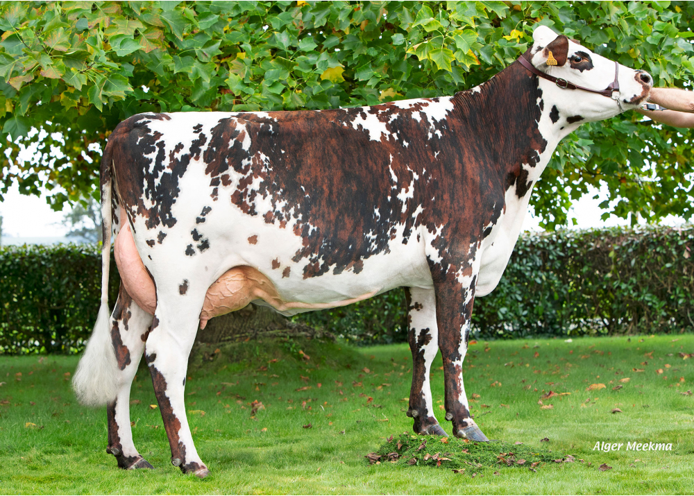Sangria, daughter of PELE GH - Owner: GAEC de la Normande. Rennes en Grenouilles (Fr.)