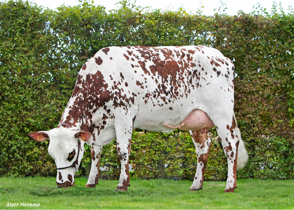 Trompette, hija de PALUEL - Prop: GAEC Beaudoux. Champrond en Gatine (Fr.)