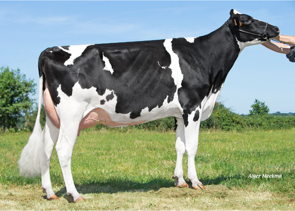 Nantua EBH, daughter of SALVATORE - Owner: GAEC Besson. Rocheserviere (Fr.)