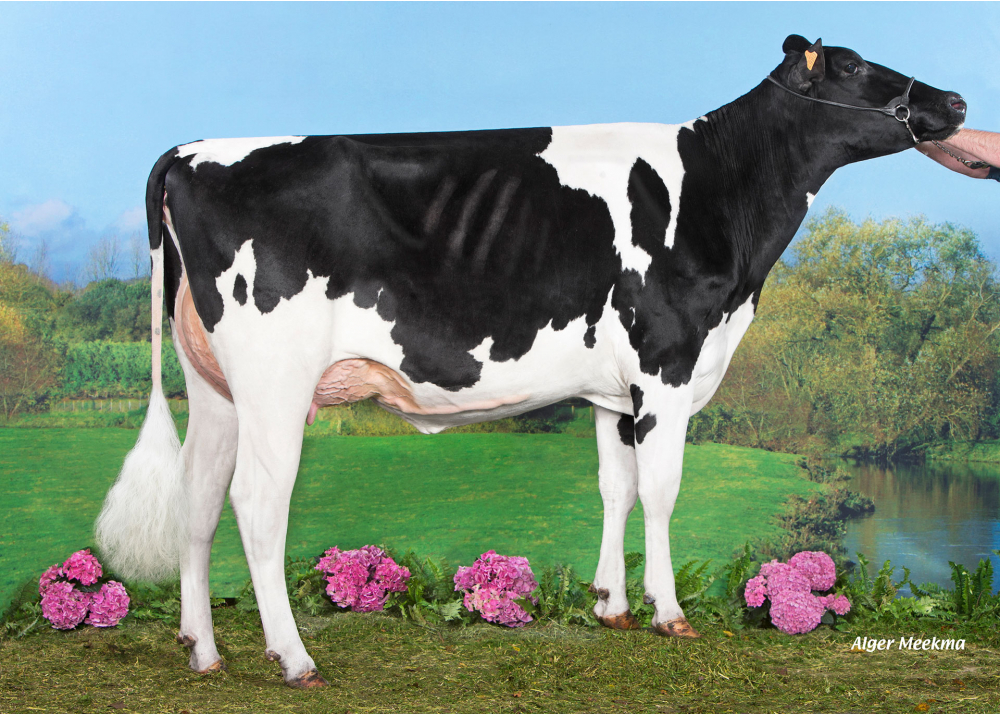 Naphtaline, daughter of SALVATORE - Owner: GAEC le Manoir. Saint Maurice des Noues (Fr.)