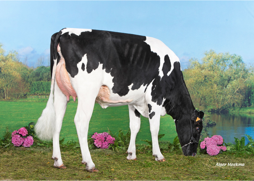 Naphtaline, daughter of SALVATORE - Owner: GAEC le Manoir. Saint Maurice des Noues (Fr.)