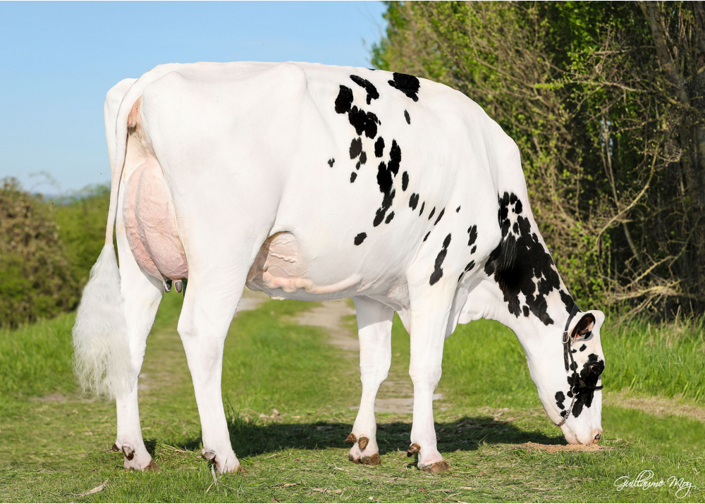 Pom Gymna, 2nd dam of VARGAS