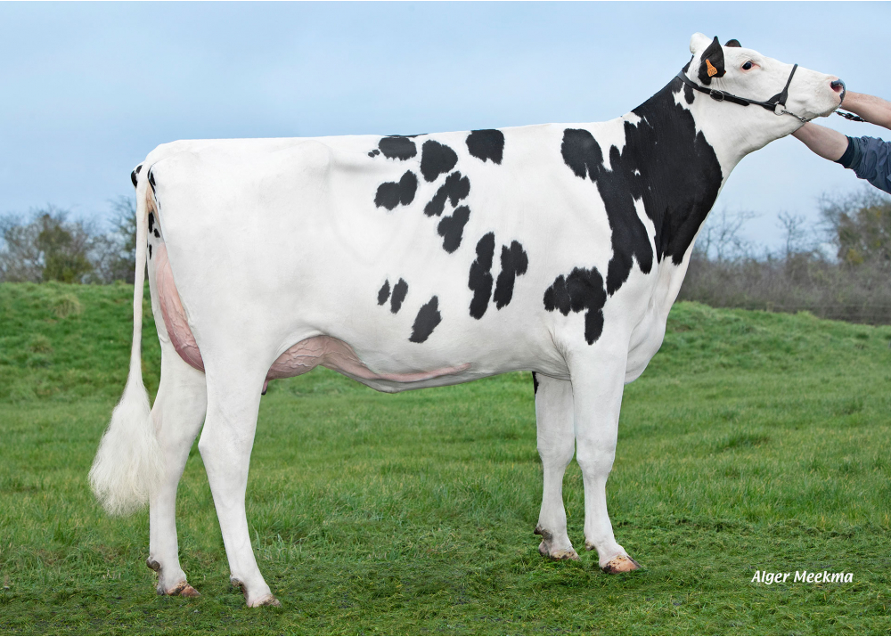 Sodre Mavi, dam of UMBO MAVI - Owner: GAEC Mavi. Auboncourt Vauzelles (Fr.)