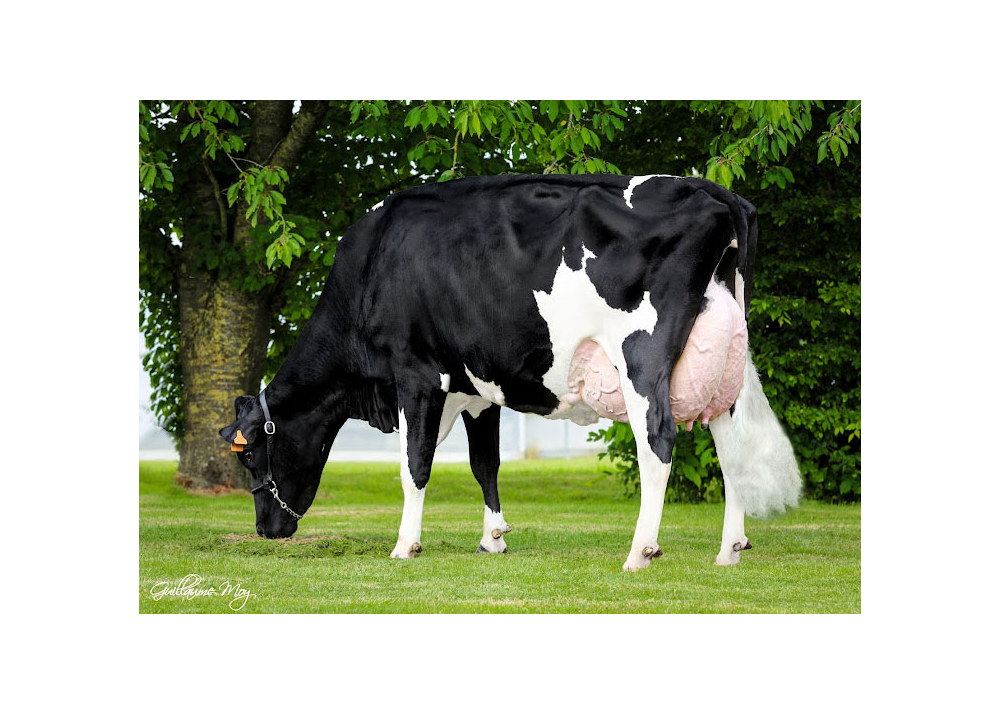 Nutella, 2nd dam of VICTORYHGH