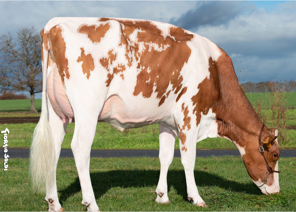 Oseo Red, fille de MATT RF