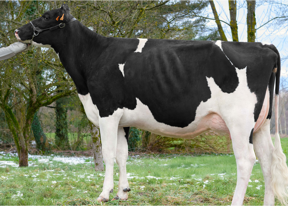 Lisa Robe, dam of NEMIA