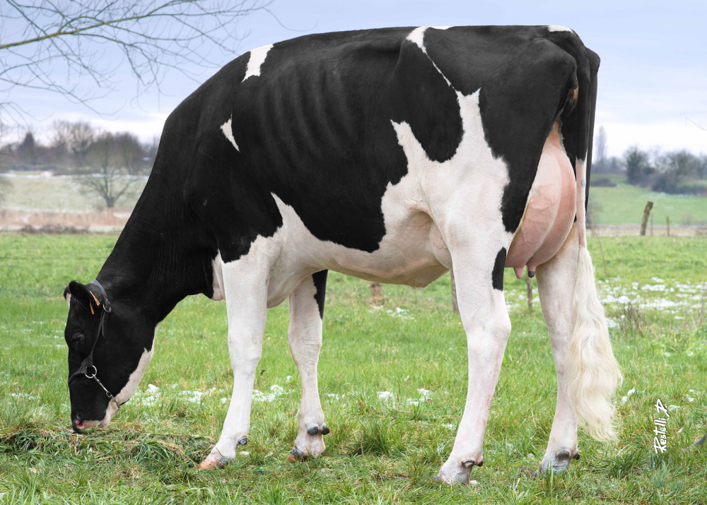 Lisa Robe, dam of NEMIA