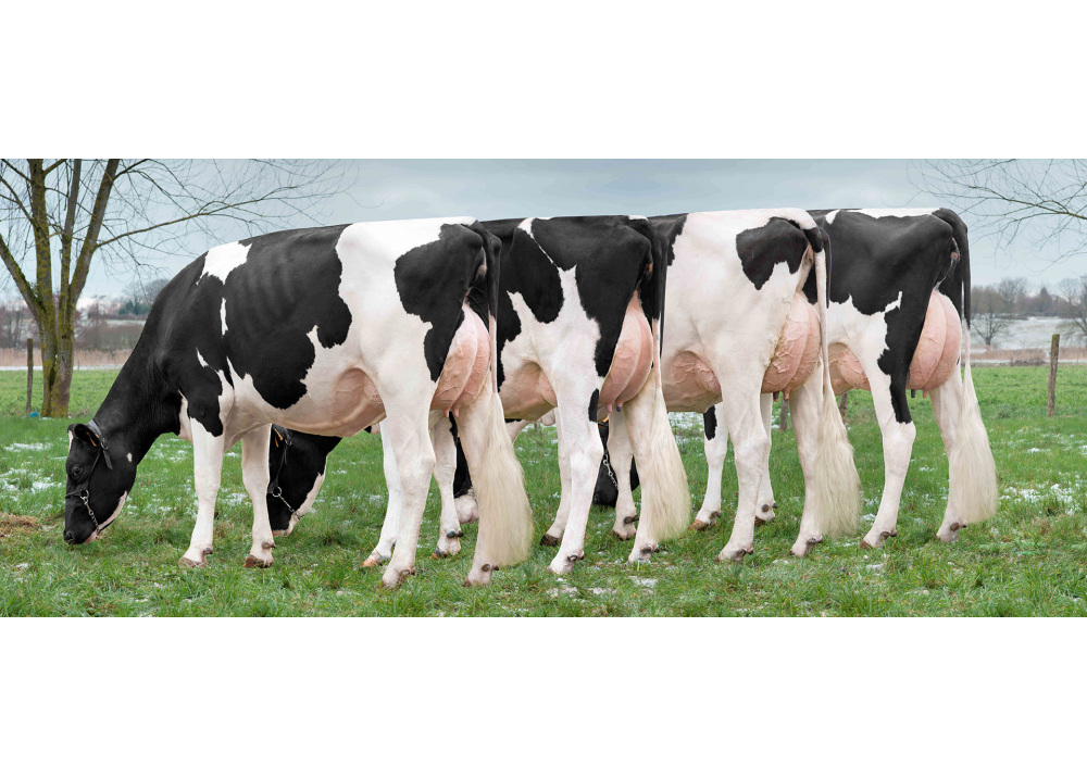 Nemia and Night Top bull family - 2nd left LISA ROSE, dam of NEMIA and NIGHT TOP