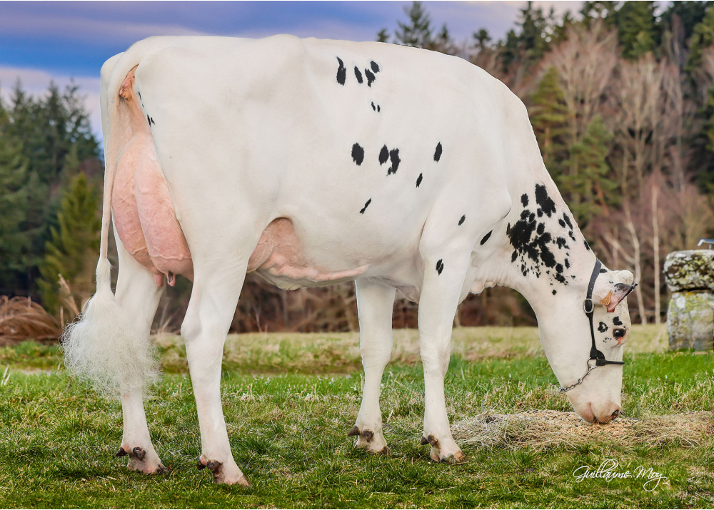 Pom Bende, dam of - Prop : GAEC de Frilon (Fr.)