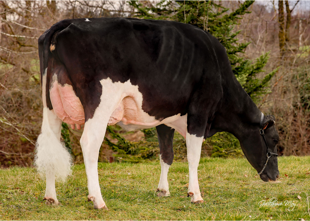 Serena, dam of UTELO