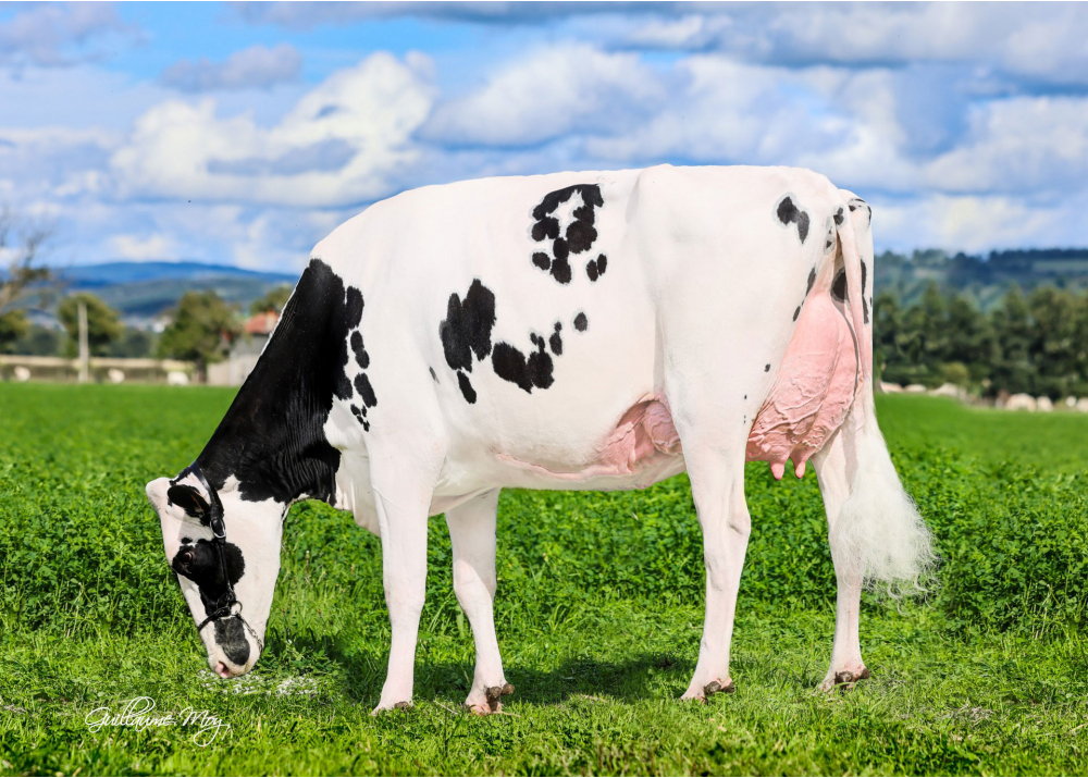 Favi Extaz, dam of FAVI U RED - Owner: GAEC La Ferme des Délices. Saint-Cyr-les-Vignes (Fr.)