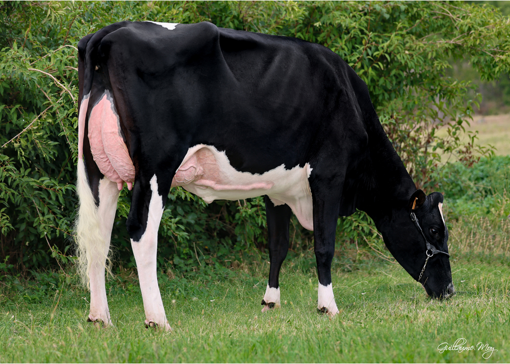 Favi First, dam of FAVI UMAGA