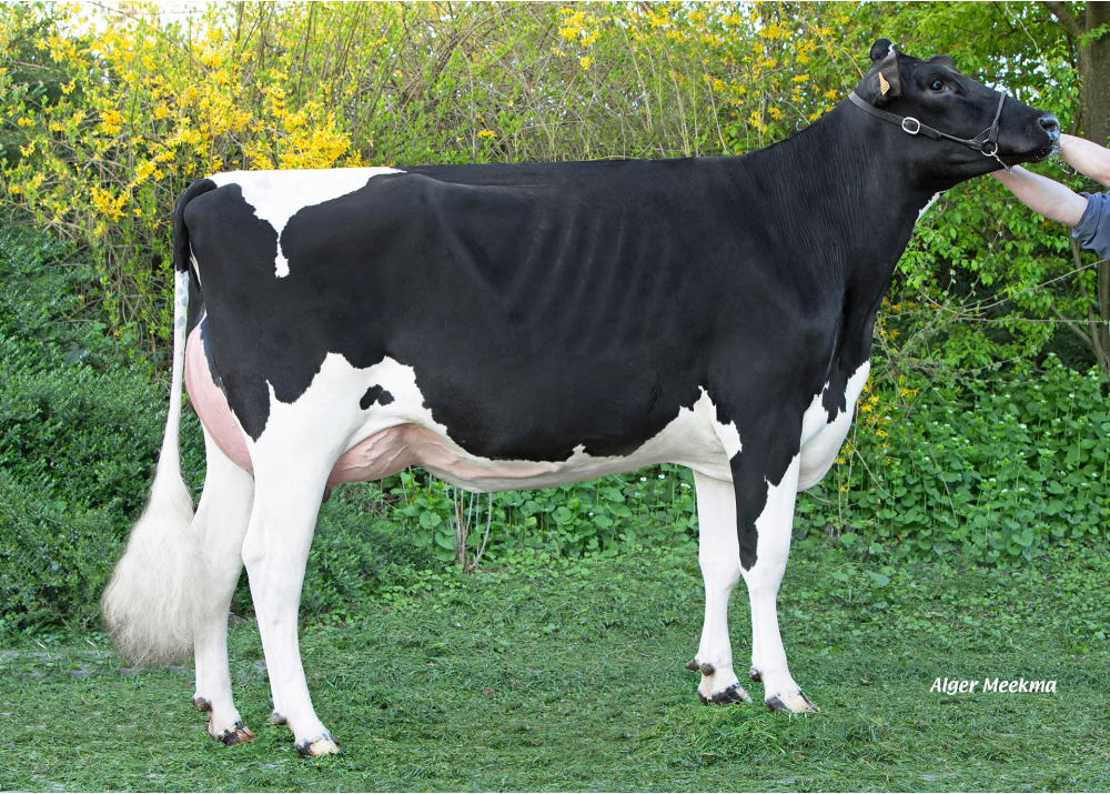 PomRatabal, daughter of RASTABALL - Owner: SCEA de la Gare. St Waast la Vallee (Fr.)
