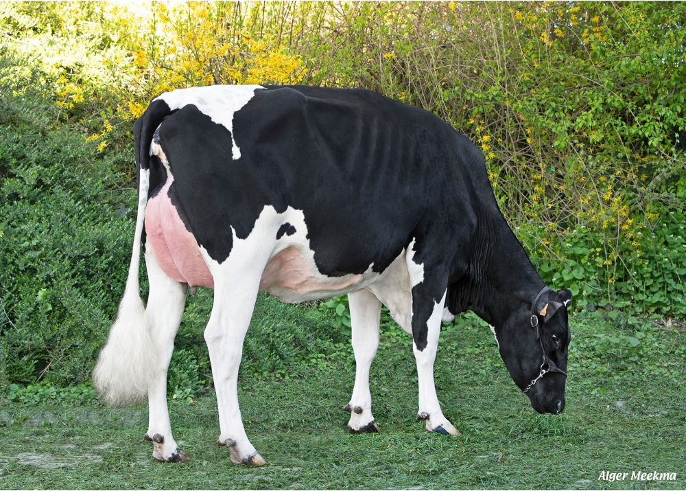 PomRatabal, daughter of RASTABALL - Owner: SCEA de la Gare. St Waast la Vallee (Fr.)