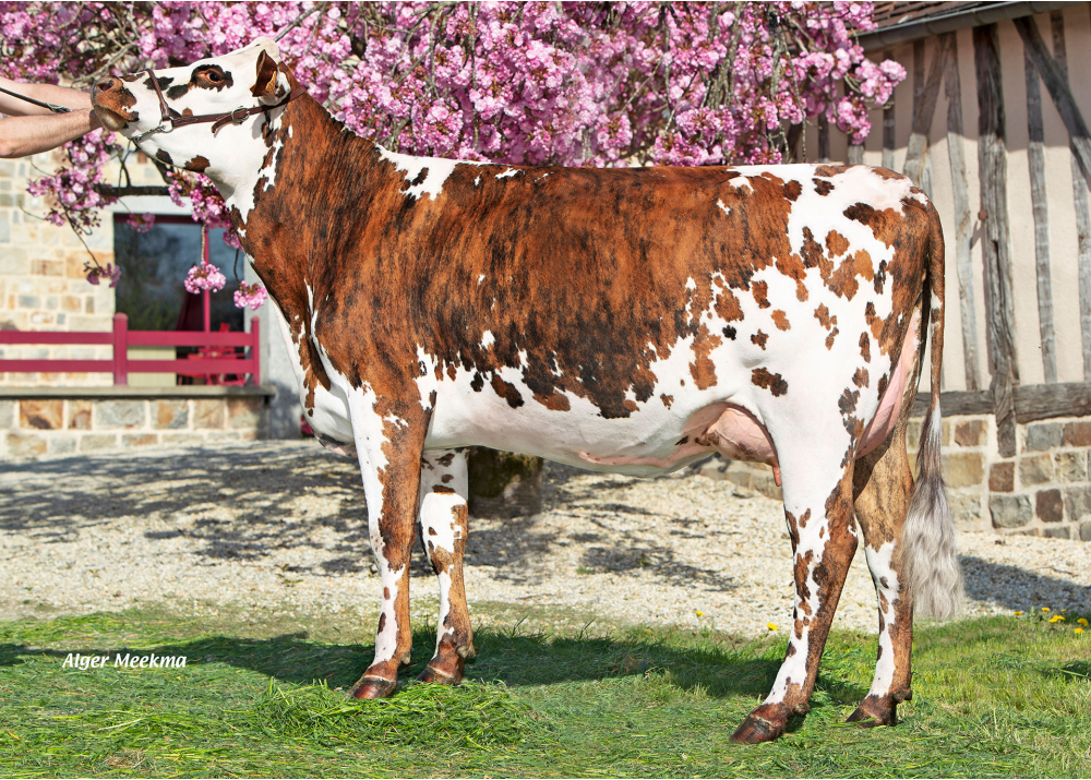 Tictonie, daughter of PAUILLAC - Owner: EARL Dumesnil Thomas. Rouelle (Fr.)