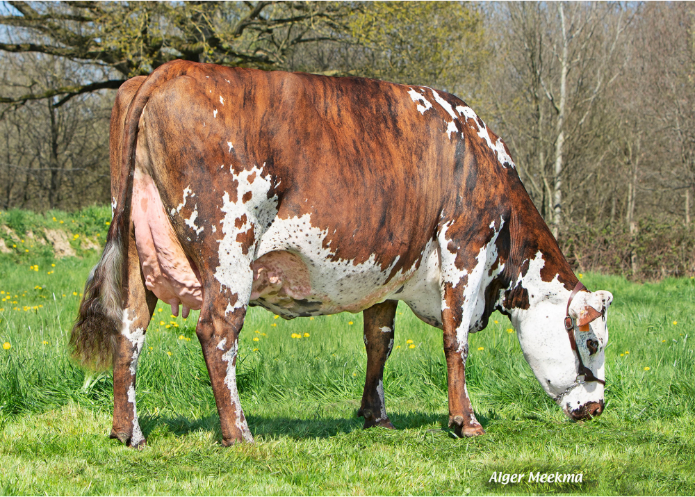 Officine, daughter of JASMIN - Owner: GAEC Bas Normand. Ste Marie la Robert (Fr.)