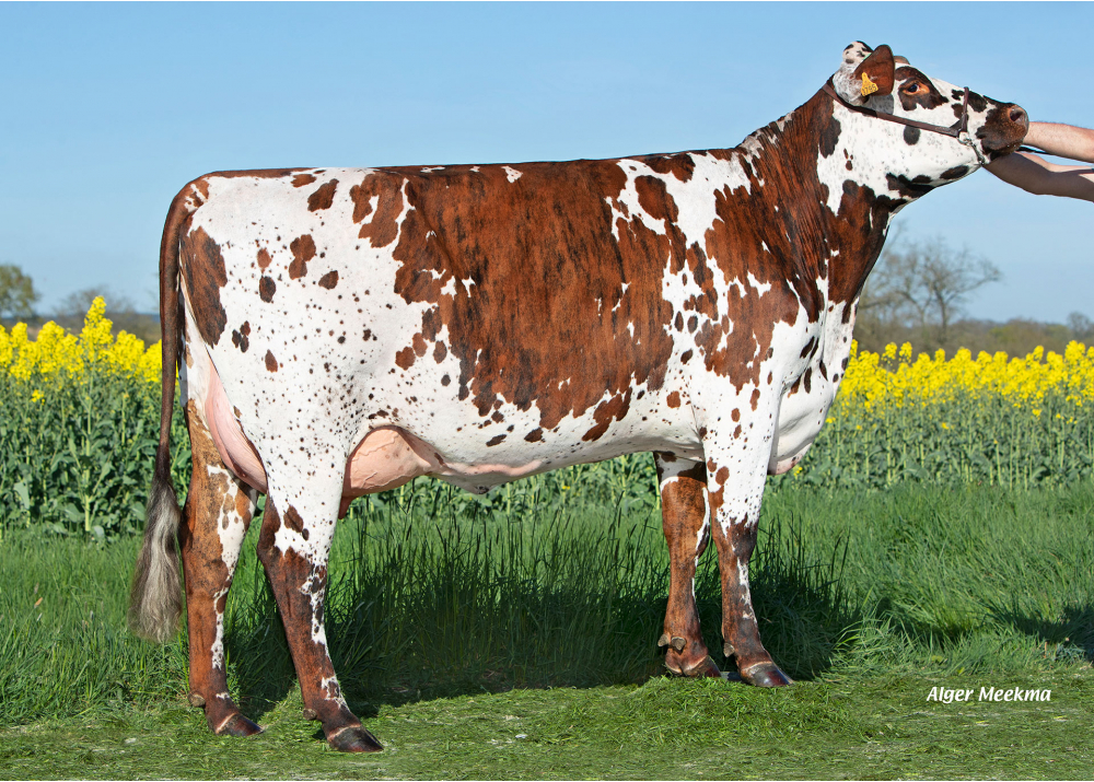 Tempête, hija de PACO BGT - Propz: GAEC du Bray Ernoux. Saint Aignan de Couptrain (Fr.) Tempête, hija de PACO BGT - Propz: GAEC du Bray Ernoux. Saint Aignan de Couptrain (Fr.)
