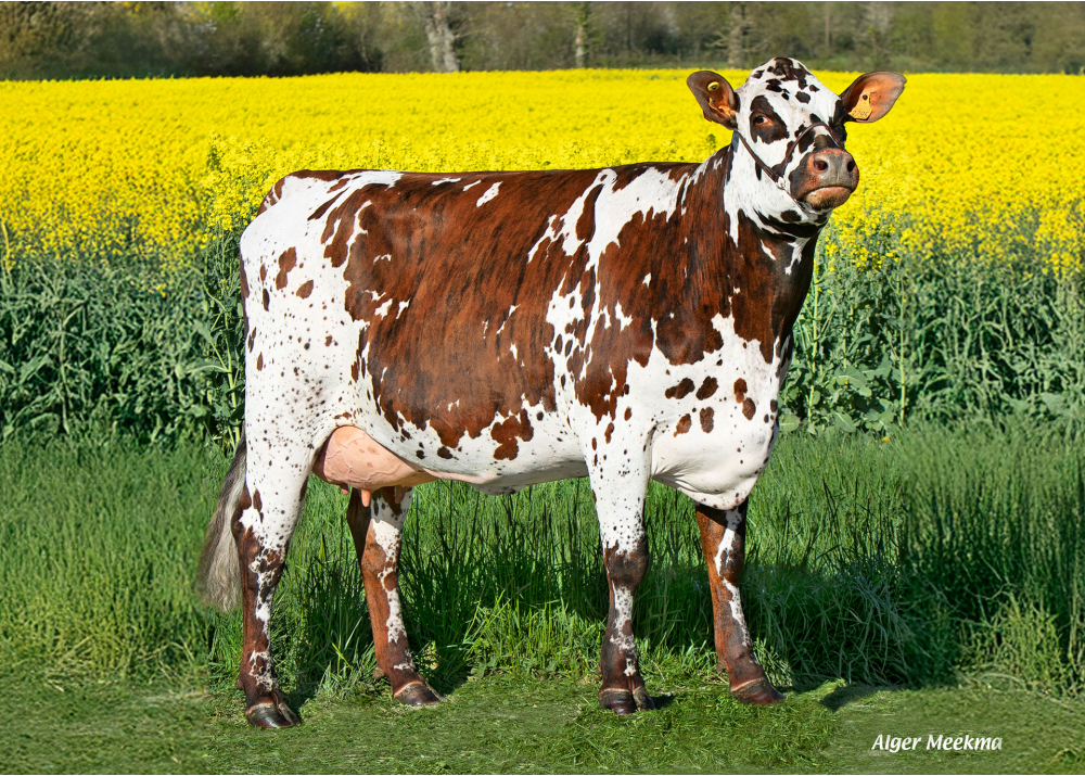 Tempête, hija de PACO BGT - Propz: GAEC du Bray Ernoux. Saint Aignan de Couptrain (Fr.) Tempête, hija de PACO BGT - Propz: GAEC du Bray Ernoux. Saint Aignan de Couptrain (Fr.)