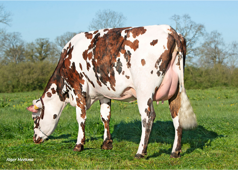 Udefix, daughter of RAVELIN - Owner: EARL Groucy. Saint-Denis-le-Vêtu (Fr.)