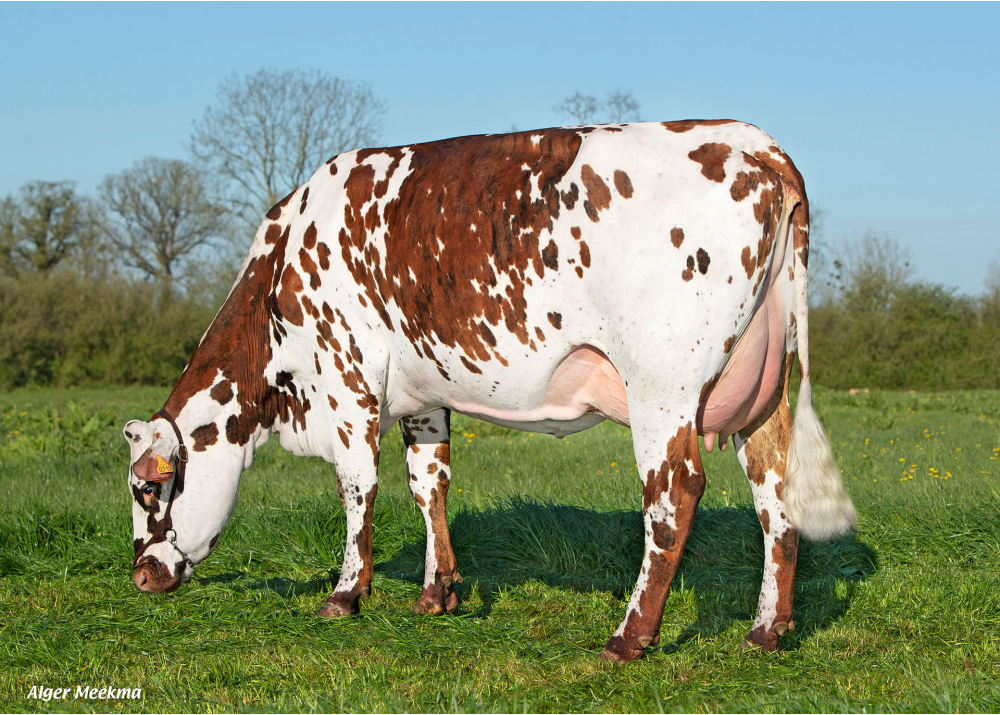 Torange LG, daughter of PAUILLAC - Owner: EARL Groucy. Saint-Denis-le-Vêtu (Fr.)