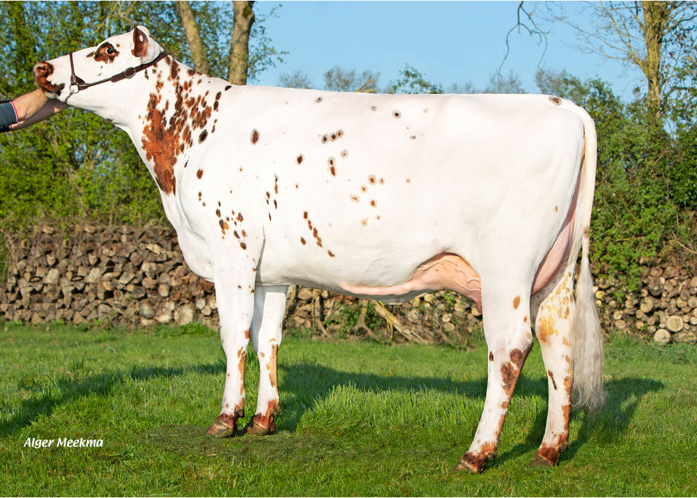 Sicile, daughter of PICARD - Owner: GAEC Besniard Frères. Aunou-sur-Orne (Fr.)