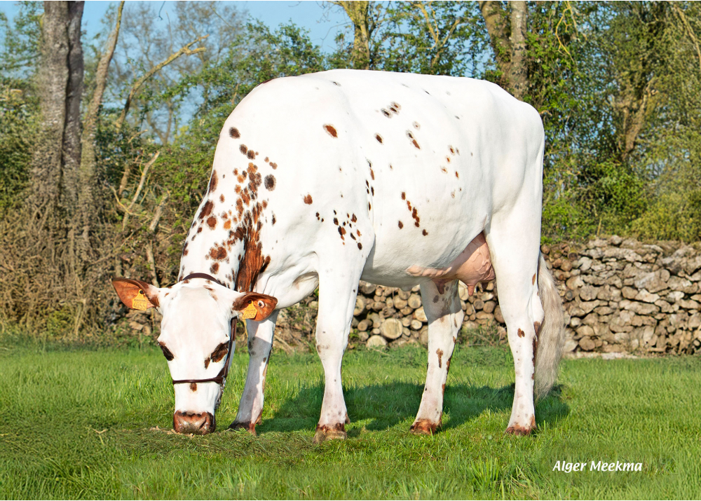 Sicile, daughter of PICARD - Owner: GAEC Besniard Frères. Aunou-sur-Orne (Fr.)