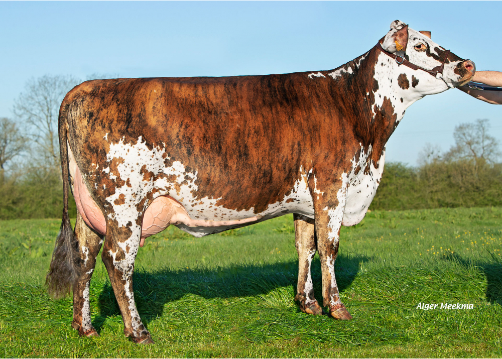 Tasteq LG, hija de PALUEL - Prop: EARL Groucy. Saint-Denis-le-Vêtu (Fr.)