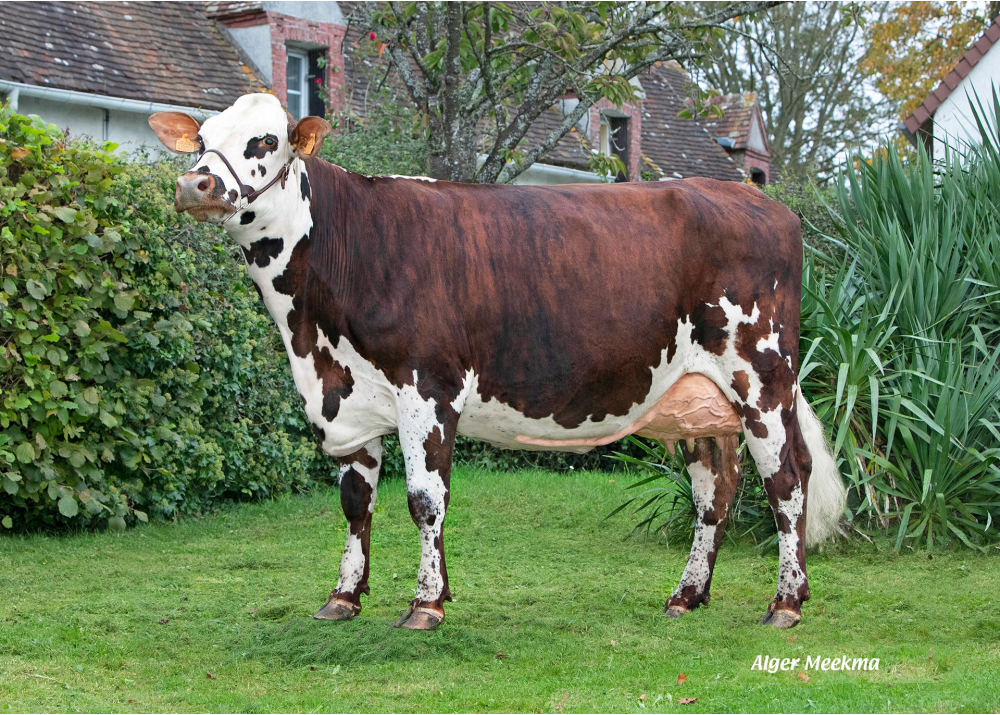 Samouraï, dam of URIOS - Owner: Jean-Pierre Debray. Vaupillon (Fr.)