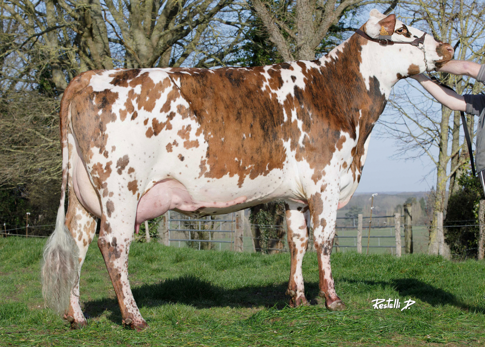 Princesse, dam of TZESS PC - Owner: GAEC Perche Contentin. St-Cyr-La-Rosière (Fr.)