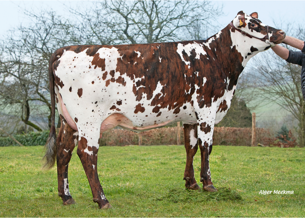 Rose, hija de PACO BGT - Prop: GAEC Enjalbert. Ferrières le Verrerie (Fr.) Rose, hija de PACO BGT - Prop: GAEC Enjalbert. Ferrières le Verrerie (Fr.)