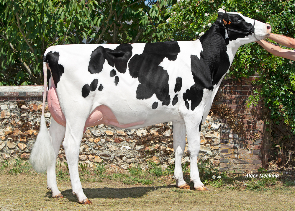Unanny, daughter of PATLINE - Owner: SCEA de la Voie Lactée. Chambois (Fr.) Unanny, daughter of PATLINE - Owner: SCEA de la Voie Lactée. Chambois (Fr.)