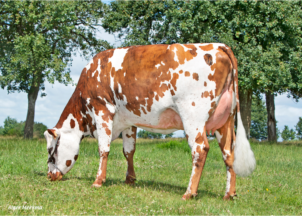 Unique, daughter of RILEY JET - Owner: GAEC Danjou. Mantilly (Fr.)