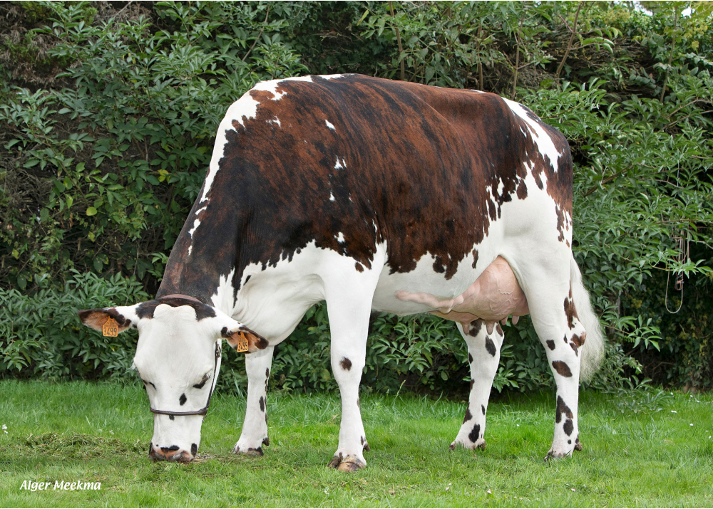 Sarcelle, daughter of OCTAVIUS - Owner: GAEC de la Chausse. Douvrend (Fr.)