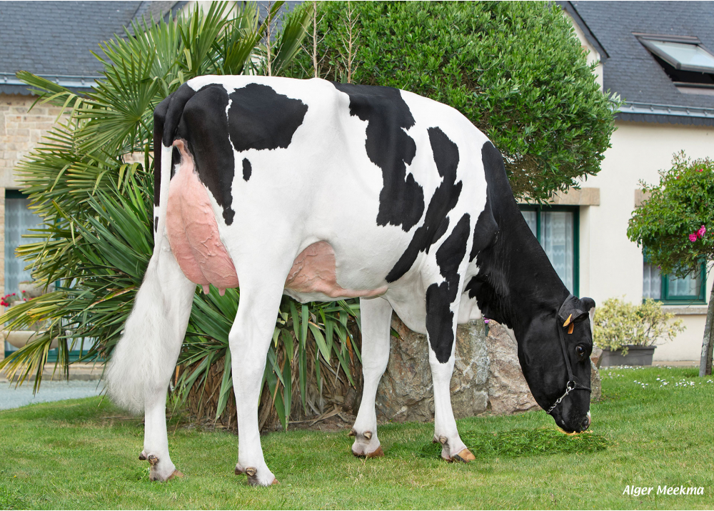 PM Tulipe, daughter of PORKY P - Owner: GAEC du Pont Moulin. Avessac (Fr.)