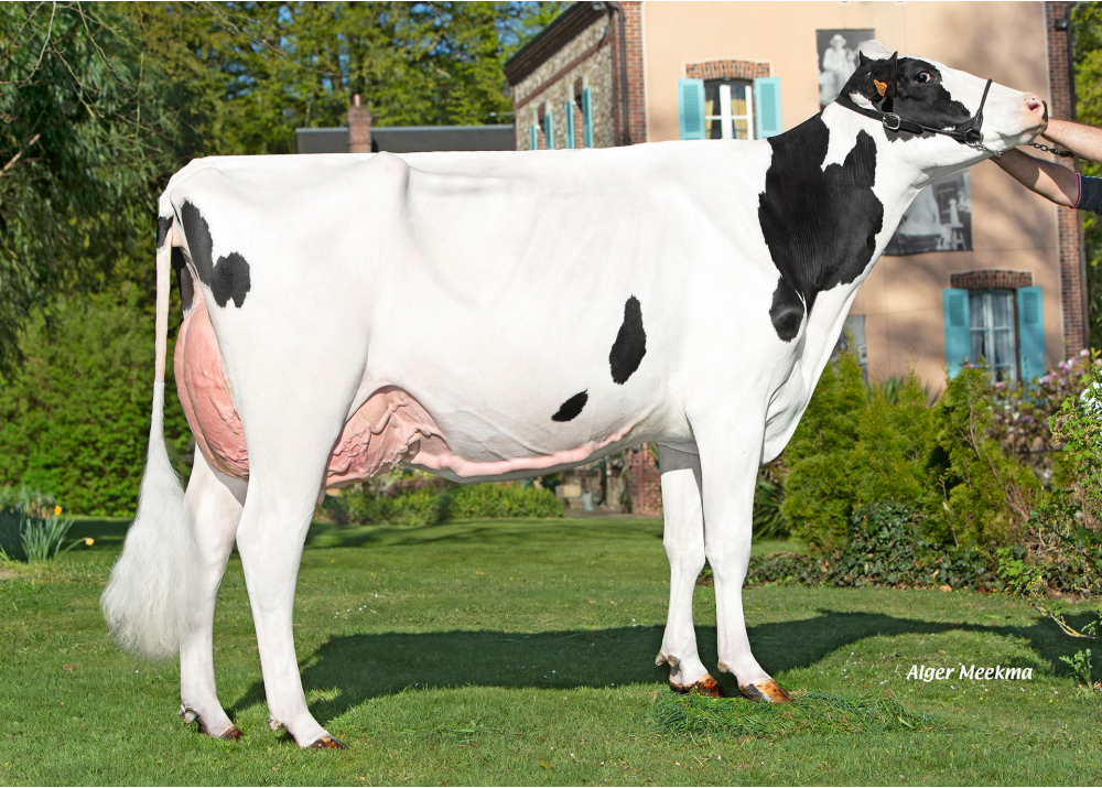 Tagada, daughter of PADINGTON - Owner: GAEC de l’Epinay. Chassant (Fr.)