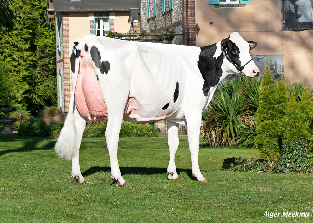 Tagada, daughter of PADINGTON - Owner: GAEC de l’Epinay. Chassant (Fr.)