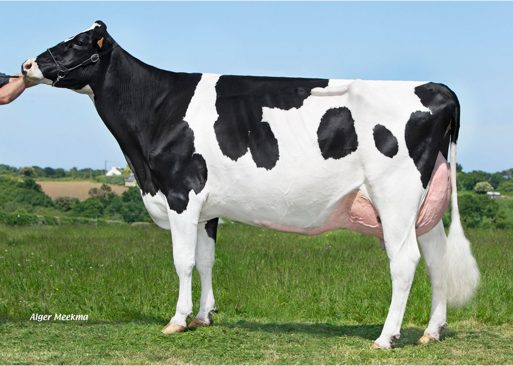 CAPJ Ruis, dam of CAPJ TIMEO - Owner: GAEC Cabon. Plourin (Fr.) CAPJ Ruis, dam of CAPJ TIMEO - Owner: GAEC Cabon. Plourin (Fr.)