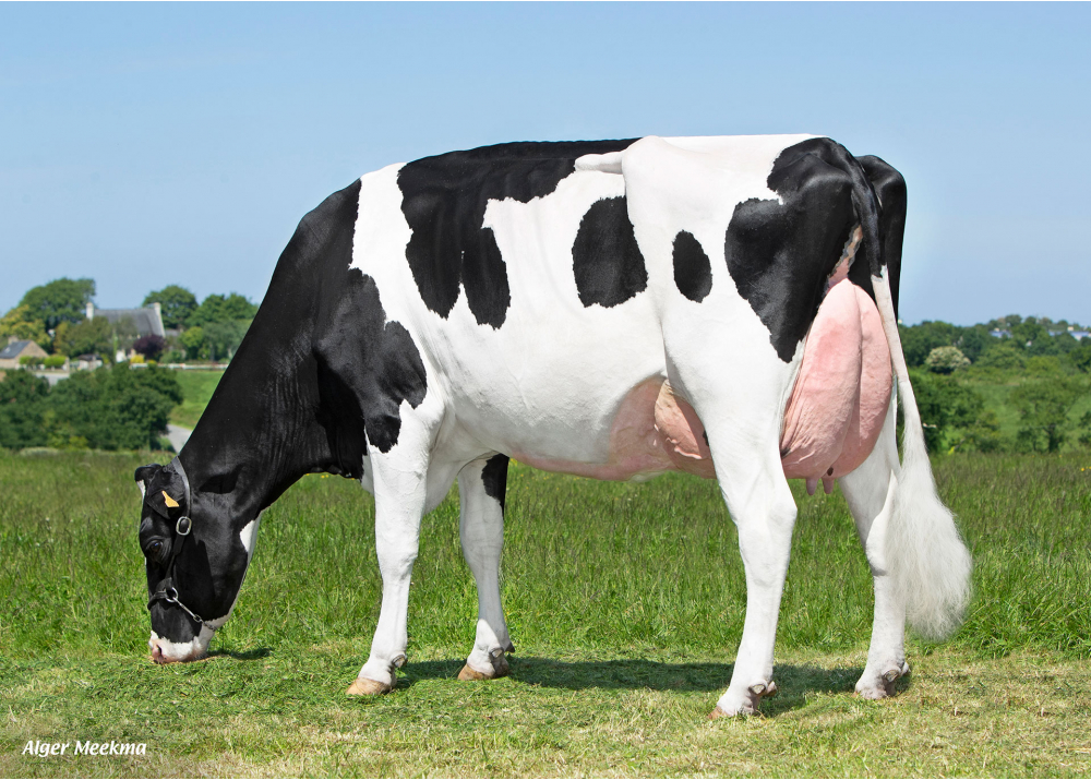 CAPJ Ruis, dam of CAPJ TIMEO - Owner: GAEC Cabon. Plourin (Fr.) CAPJ Ruis, dam of CAPJ TIMEO - Owner: GAEC Cabon. Plourin (Fr.)