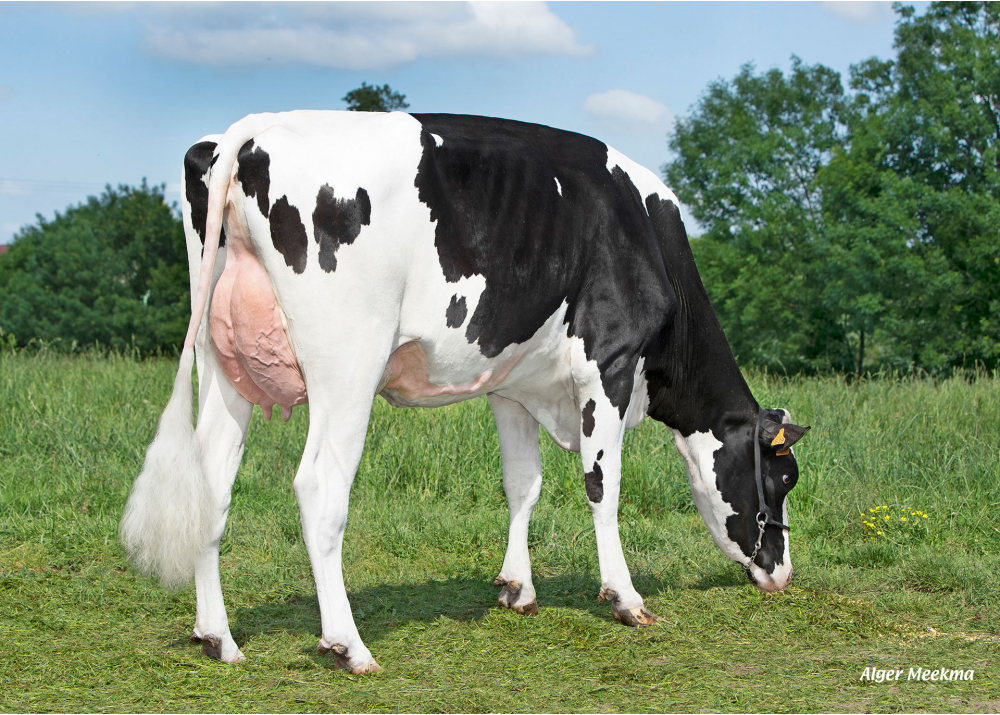 Torpille, daughter of RONAN - Owner: GAEC Le Manoir. Saint-Maurice-des-Noues (Fr.) Torpille, daughter of RONAN - Owner: GAEC Le Manoir. Saint-Maurice-des-Noues (Fr.)