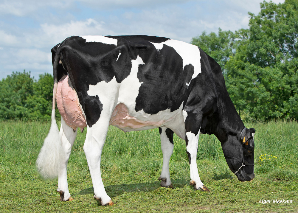 Toupie, daughter of PAMAL HP - Owner: GAEC Le Manoir. Saint-Maurice-des-Noues (Fr.)