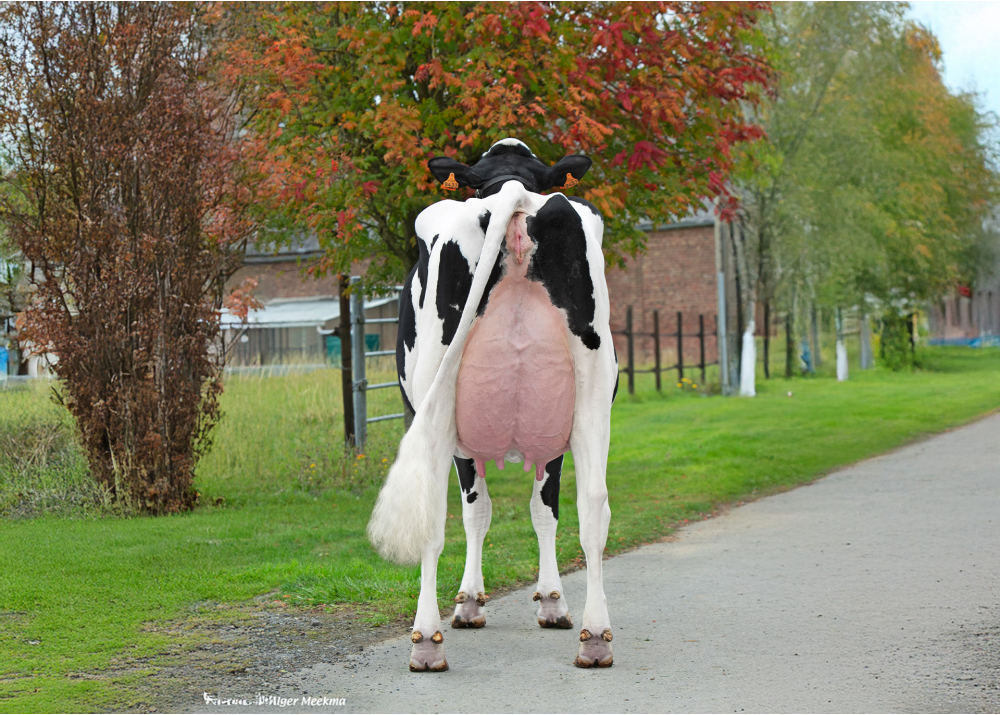 The Best HGH, dam of VICTORYHGH - Owner: EARL HGHC. Clary (Fr.)