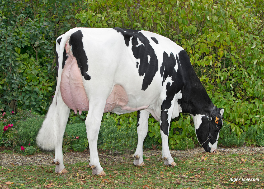 The Best HGH, dam of VICTORYHGH - Owner: EARL HGHC. Clary (Fr.)