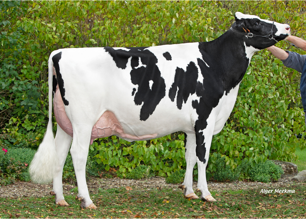 The Best HGH, dam of VICTORYHGH - Owner: EARL HGHC. Clary (Fr.)