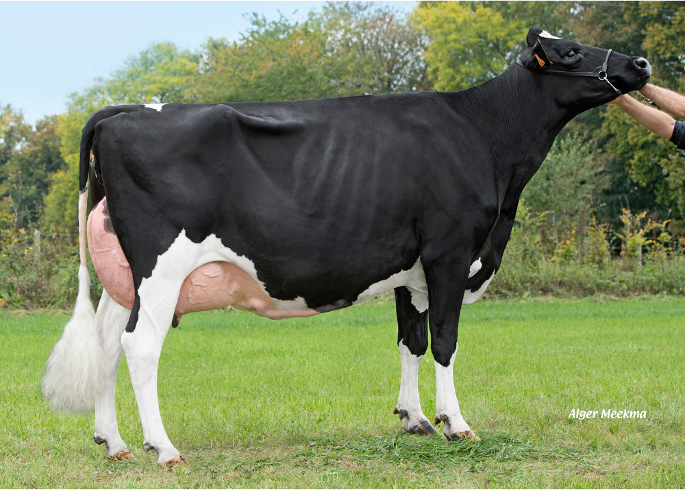 DKR Badway, dam of DKR BADBOY - Owner: EARL Drakker Holsteins. Goneville-Sur-Honfleur (Fr.)