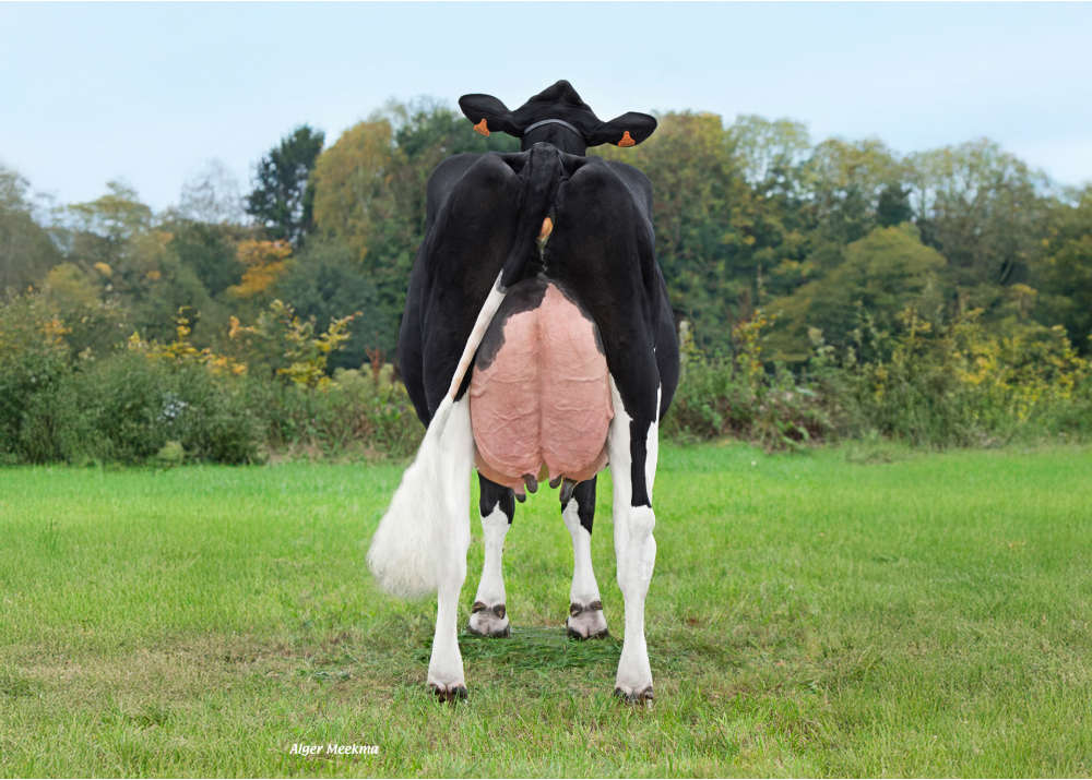 DKR Badway, dam of DKR BADBOY - Owner: EARL Drakker Holsteins. Goneville-Sur-Honfleur (Fr.)