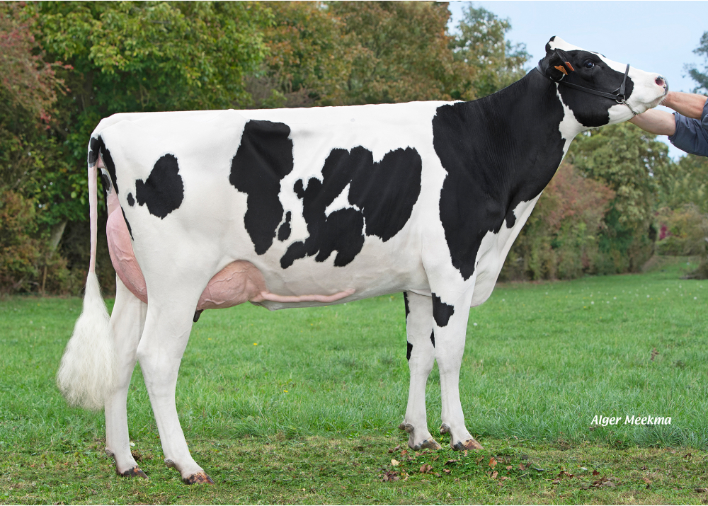 Ushuaia, dam of AMAROCK - Owner: GAEC Leroy Père et Fils. Avesnes les Aubert (Fr.) Ushuaia, dam of AMAROCK - Owner: GAEC Leroy Père et Fils. Avesnes les Aubert (Fr.)