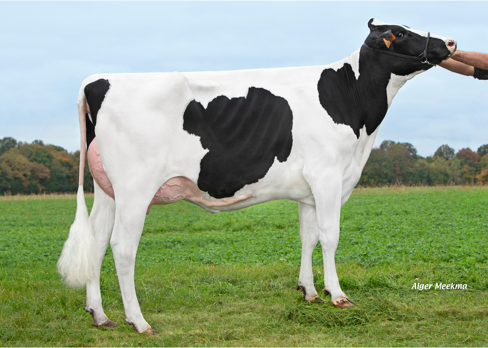 Unicar, daughter of RONAN - Owner: GAEC de l’Epinay. Chassant (Fr.) Unicar, daughter of RONAN - Owner: GAEC de l’Epinay. Chassant (Fr.)