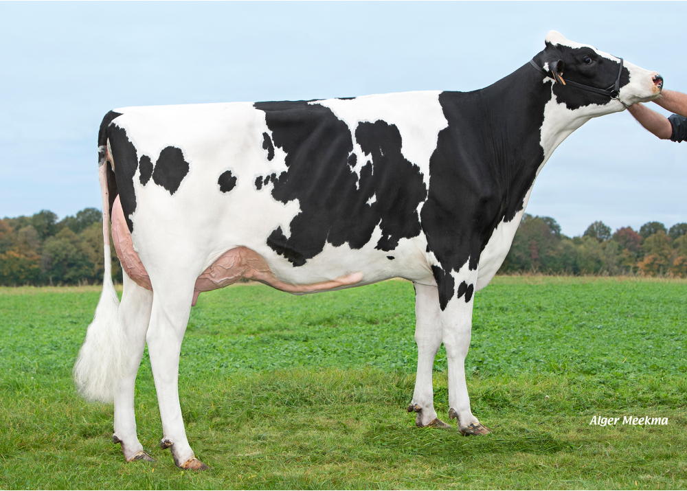 Upside, daughter of ROMEO - Owner: GAEC de l’Epinay. Chassant (Fr.)